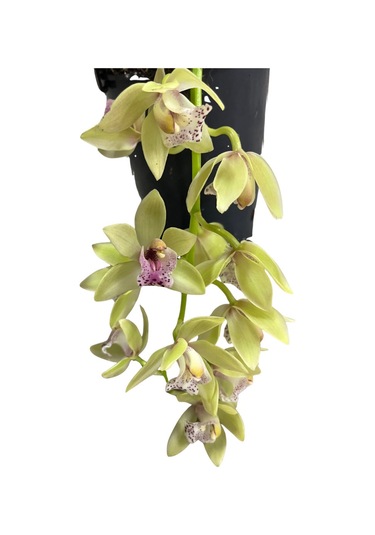 Cymbidium Cascade 'harwin' Simbidyum Orkide