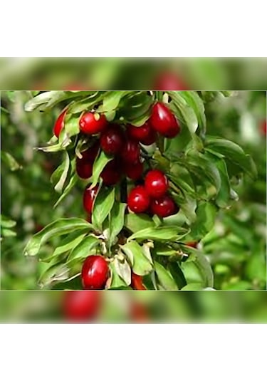 Kızılcık Fidanı 120-150 Cm Tüplü