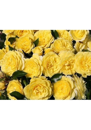 Tüplü Aşılı Yediveren Kokulu Sarı Katmerli Solero Gül Fidanı