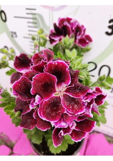 Bordo Ceylangözü Sardunya Pelargonium Domesticum - Renkli Süs Bitkisi