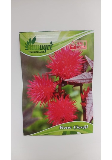 Bykurt Sunagri Kene Çiçeği Tohumu - Balkon & Bahçe İçin Tropikal Ve Gösterişli 5 Adet Tohum