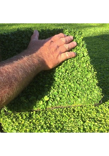 Dichondra Repens Fare Kulağı Çim Tohumu 1 KG