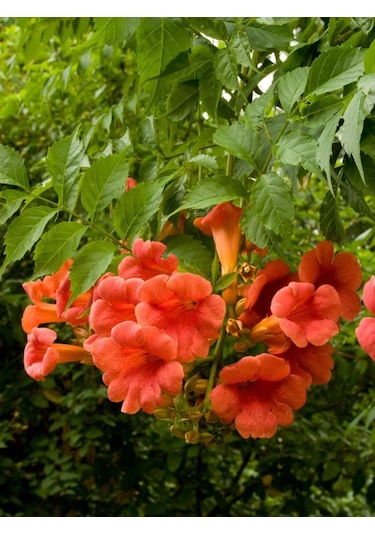 Hızlı Büyüyen Acem Borusu Fidanı 1 Yaşında Tüplü