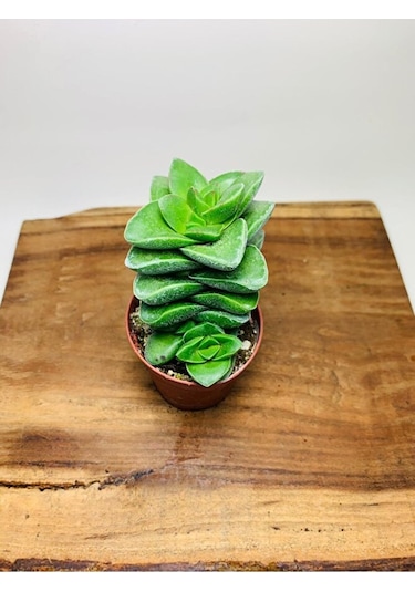 Crassula Springtime Sukulent Top Şeklinde Çiçek Açar