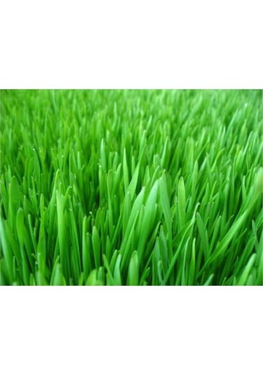 Bermuda Çim Tohumu Uganda Çim Tohumu 500 Gr