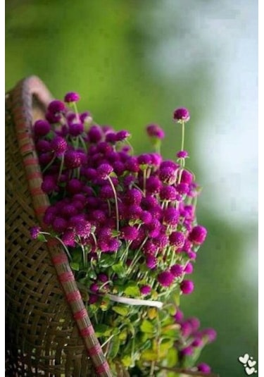 Hanım Düğmesi Tohumu 30 Adet