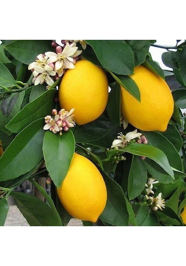 3 Yaş Aşılı Yediveren Mayer Limon Fidanı, Torbada