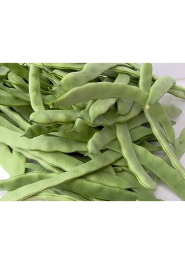 Boncuk Ayşe Fasulye Taze Yeşil Tohumu Yerli 50 Ad