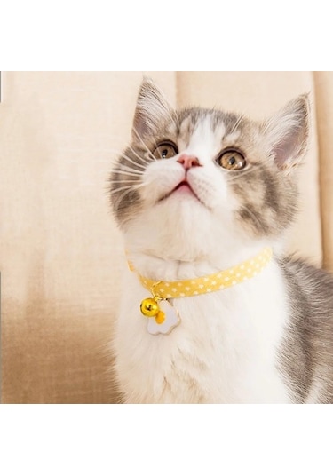 Zilli Kedi Tasması