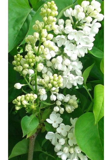 Beyaz Leylak Fidanı 30-60 Cm Boylarında 1-2 Yaş Arası Saksılı