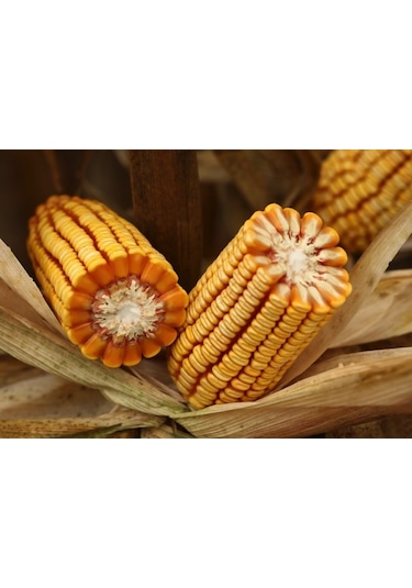 May Bodega Hibrit Sılajlık Mısır Tohumu