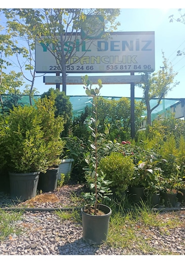 Yeşil Deniz Fidancılık Tüplü Kaymak Ağacı Fidanı 50-100 Cm