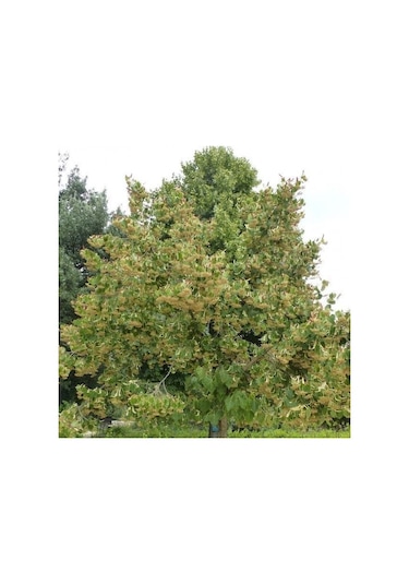 Fidan Ihlamur Fidanı 60 - 80 Cm Boy 1adet