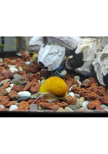 Elma Salyangozu Altın Damızlık Altı 10 Adet 5 Erkek 5 Dişi