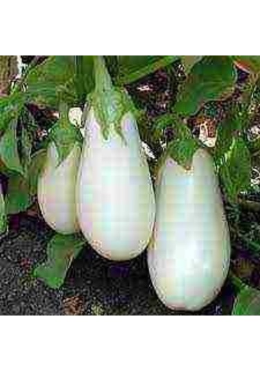 10 Adet Tohum Nadir Topak Bulunan Beyaz Dolmalık Patlıcan Tohumu