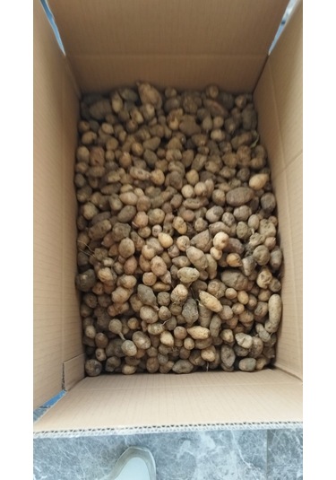 Dogal Salep Fidanı 5 Kg Serapies