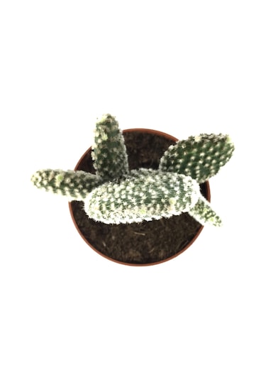 Opuntia Microdasys 'Albata' (Kaktüs) Ø8,5 CM Y10-15 CM