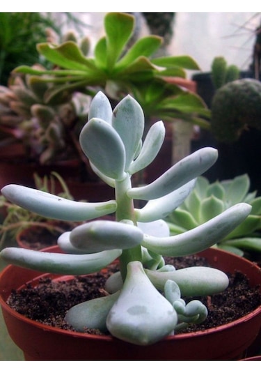 Pachyphytum Glutinicaule Sukulent Bitki