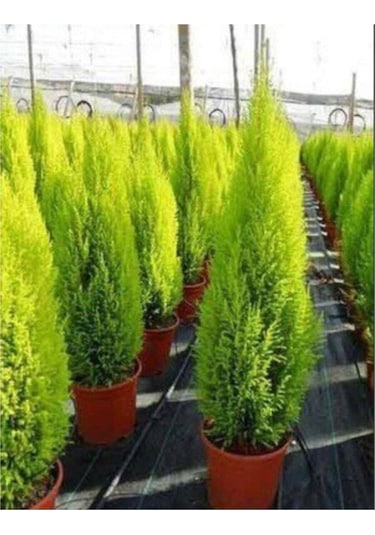 Limoni Servi Çam Fidanı Salon Çamı 30 40 Cm 1 Adet Saksılı Cupressus Macrocarpa