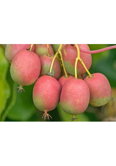 Mini Kivi Fidanı 3 Adet - Kens Red