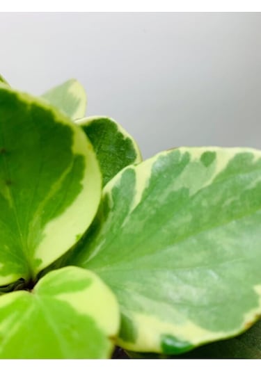 Peperomia Obtusifolia Alacalı Peperomia Ithal Özel Tür