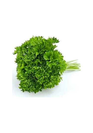 Kıvırcık Maydonaz Tohumu Geniş Yapraklı Maydonoz Tohumu 250 Tohum