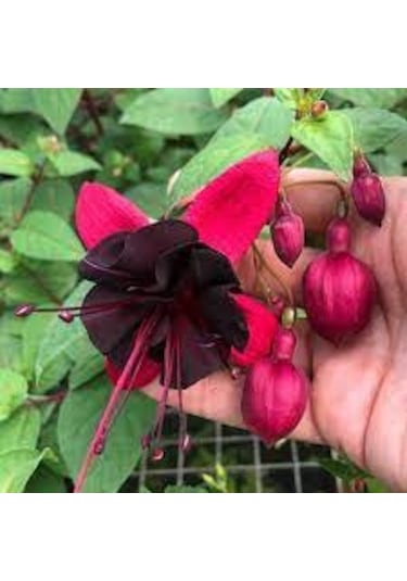 10 Adet Tohum Nadir Bulunan Kırmızı Siyah Yer Küpeli Çiçeği Saksı