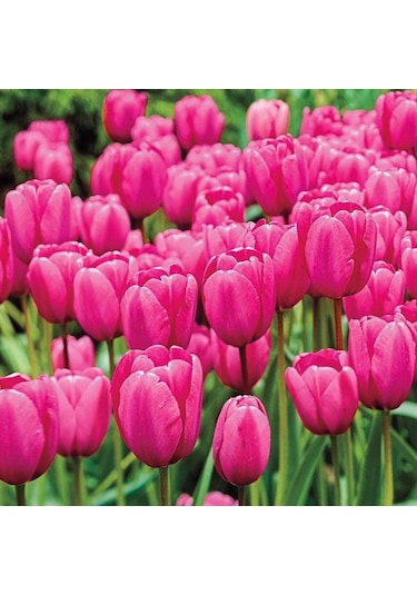 İthal Özel Pink İmpresion Lale Soğanı İri Kafa Özel Lale Soğanı 4 Soğan