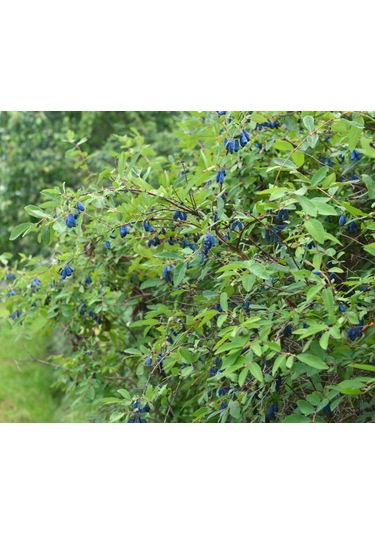 Bal Yemişi Fidanı 2 Adet