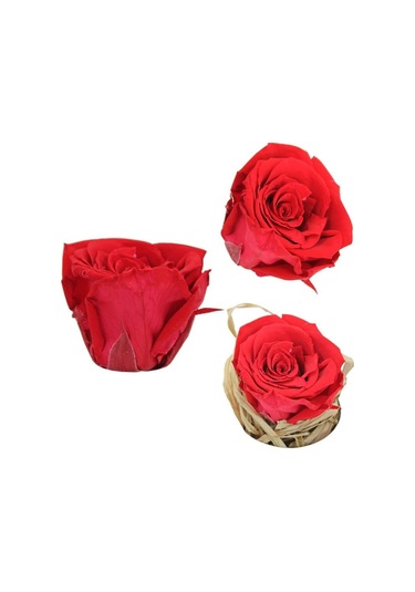 Şoklanmış Solmayan Gül. 5 CM - Kırmızı