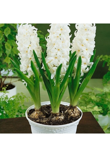 Yoğun Kokulu Beyaz White Pearl Sümbül Soğanı 3 Adet