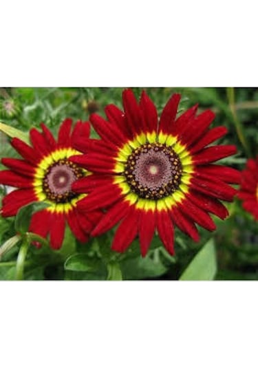 Kasımpatı Çiçek Tohumu 2 Takribi 5 Tohum