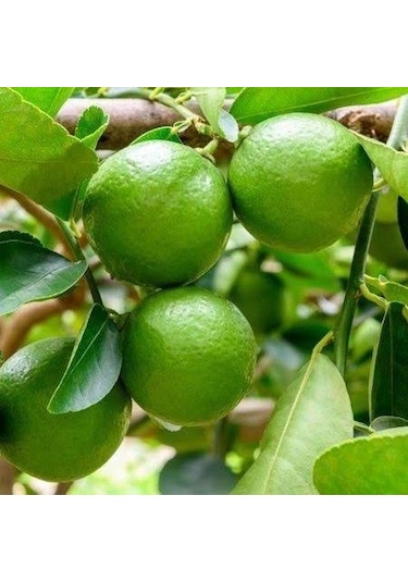 Ultra Bodur Misket Süs Limonu. Saksıda ve Meyve Verir Yaşta