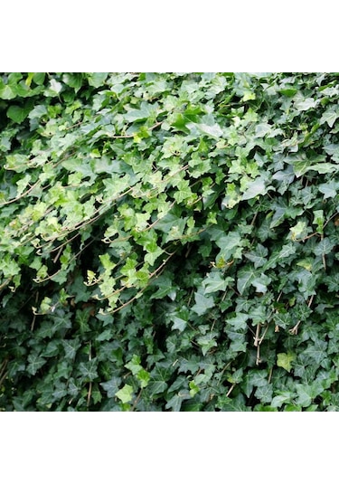 Hedera Helix – Orman Sarmaşığı 50 – 100 cm 3 Adet