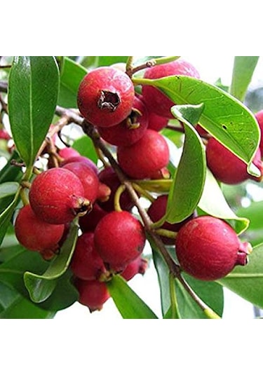 5 Adet Tropik Çilek Guava Meyvesi Tohumu