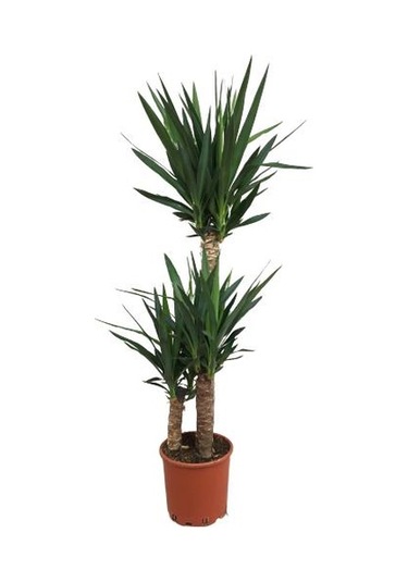 3 Lü Üçlü Yukka Bitkisi 140-150 Cm Uzunluğunda