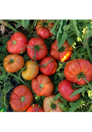 Expres Tohumculuk Tarla Domates Tohumu Yerli Domates Tohumu 300 Adet Tohum