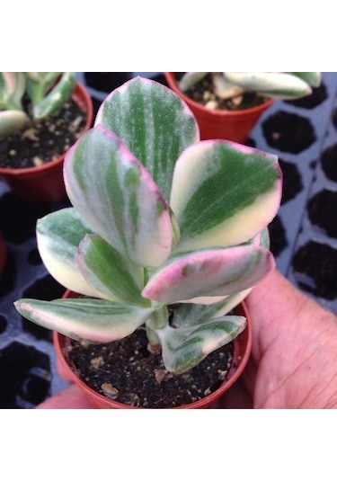 Serada Decor Plant Crassula Ovata Variegata Para Ağacı Jade Plant