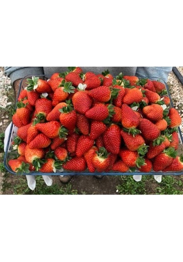 Tarladan Taze Çilek 500gr Serasız