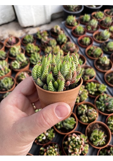 Haworthia Mini Bodur Tür 1 Adet