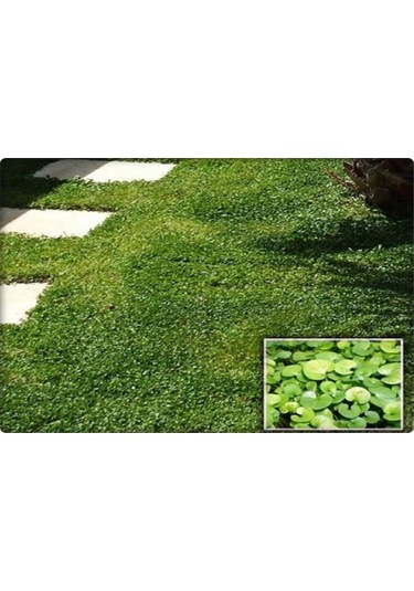 Fare Kulağı TohumuDichondra Repens500 GR