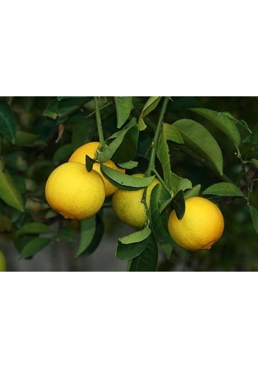Tüplü Tatlı Limon (Şeker Limon) Fidanı Gloria Fidancılık