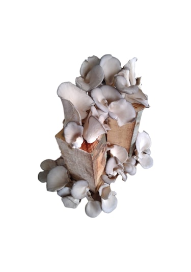 Kütükte İstiridye Mantarı Yetiştiriciliği Deneme Hobi Kiti 1 Adet