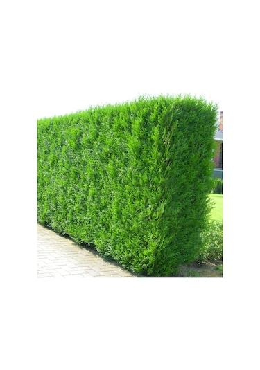 Yeşil Mazı Çit Bitkisi 80-100 Cm 4-5 Yaş Thuja Orientalis