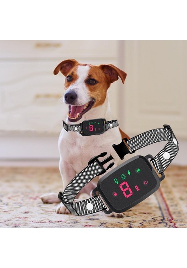 Suntek İç Mekan Oturma Odasında Çalıştırmak Için Köpek