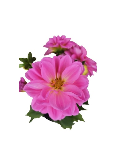 Yıldız Çiçeği Dahlia Pembe