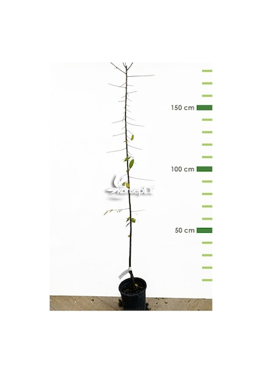 Erik Can Fidanı N11.445