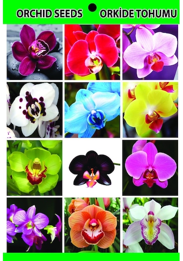 100 Adet Orkide Tohumu + 10 Adet Hollanda Gülü Tohumu N117041