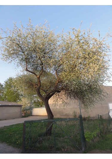 Mahlep Ağacı Fidanı Prunus Mahaleb - 1-2 Yaşında, Dikime Hazır