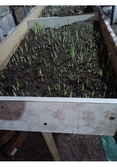 Salep Fidesi Serapies